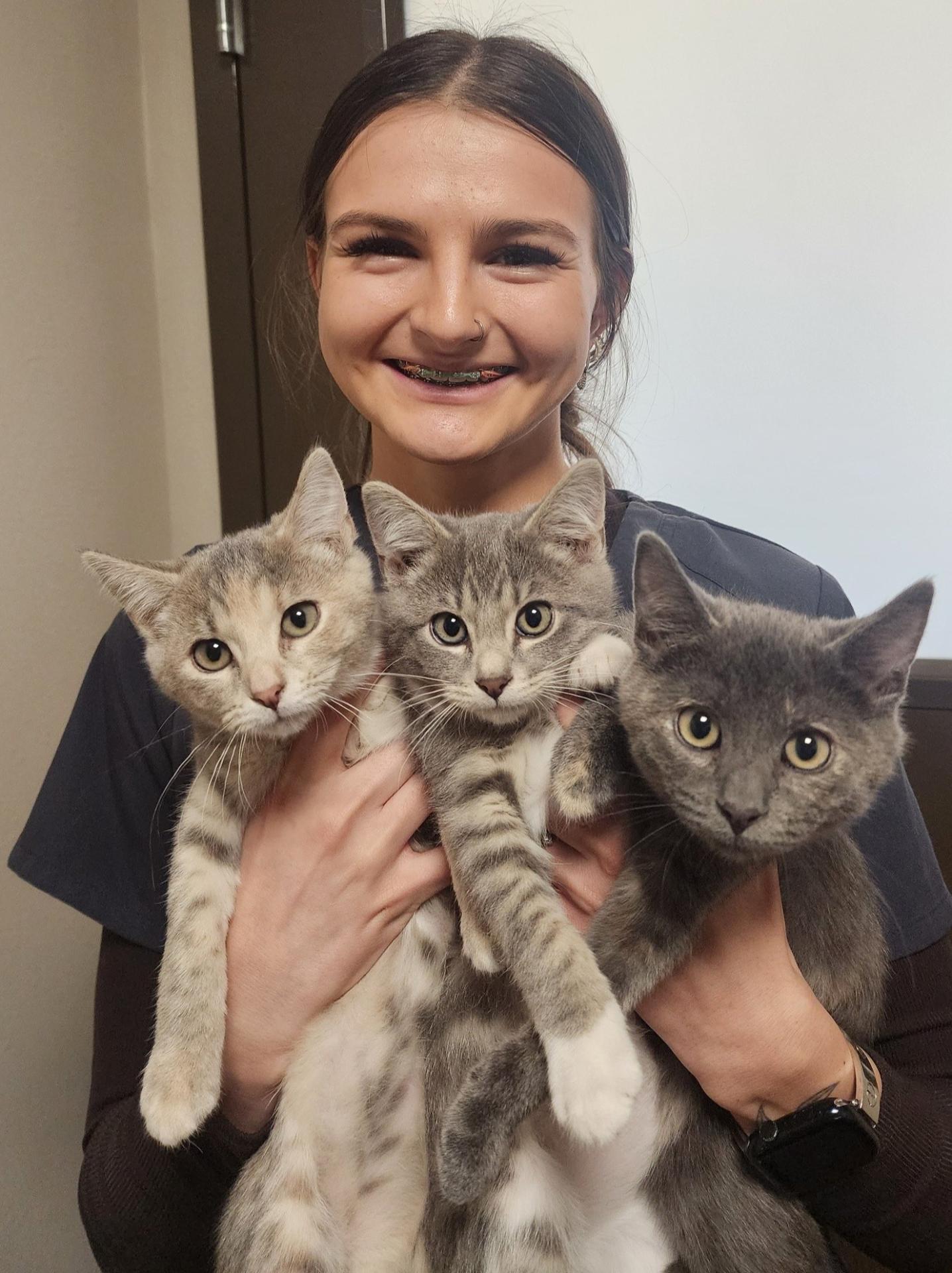 Three Kittens Held By Veterinary Assistant