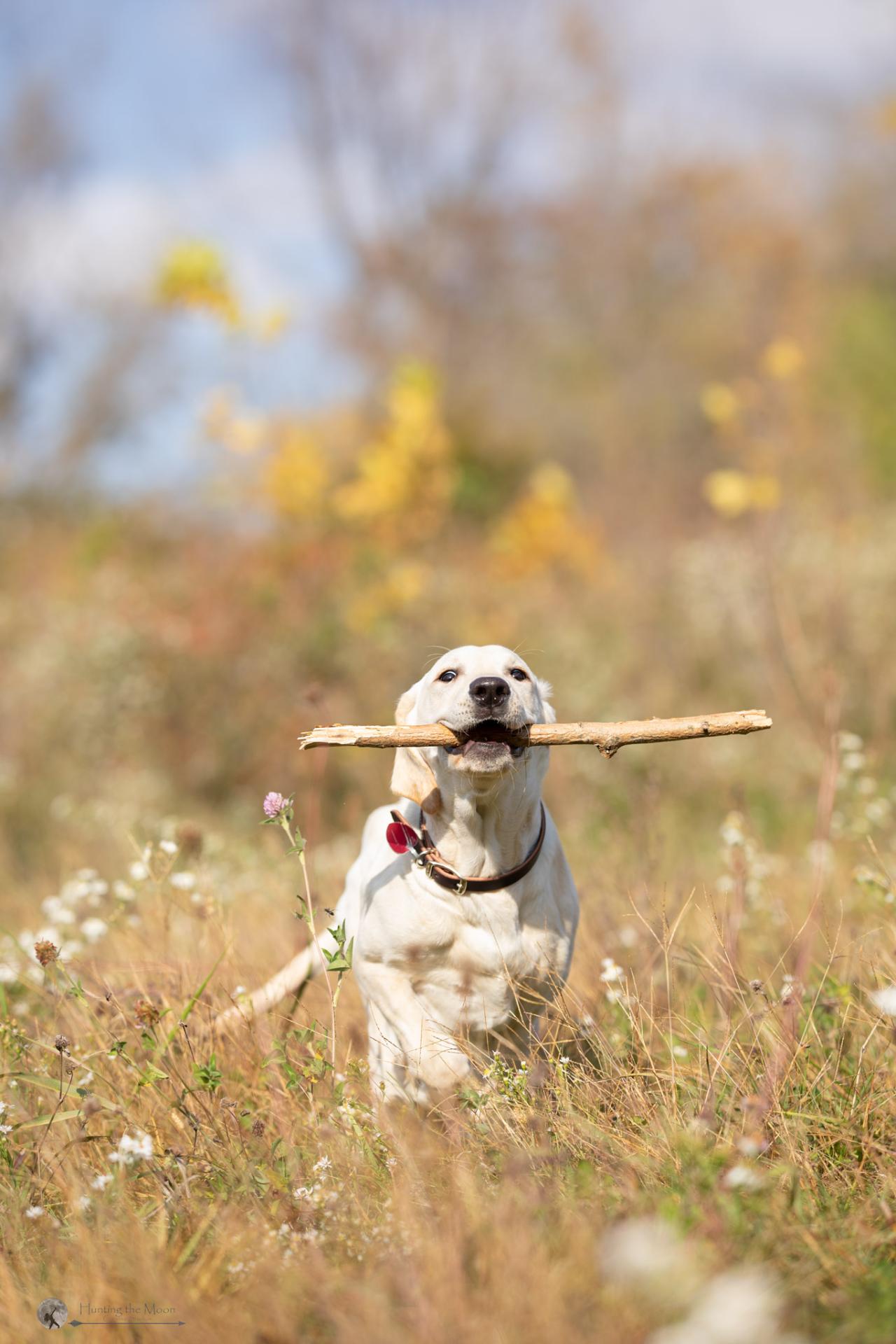 Clyde Running