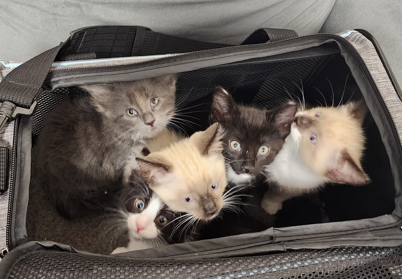 Bag O Kittens