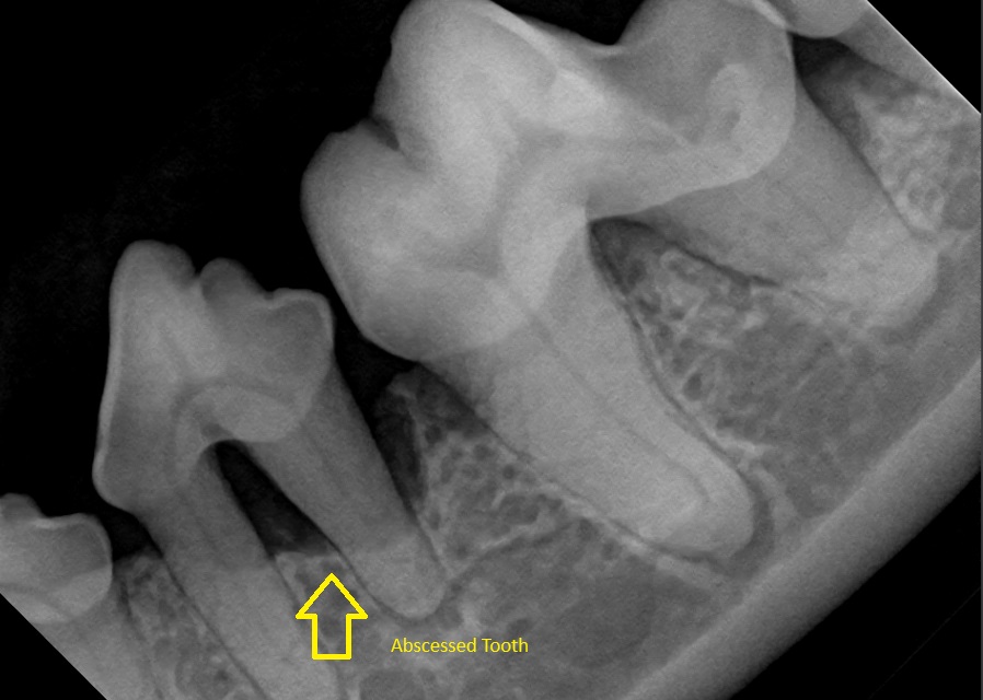 Canine Dental Pathology