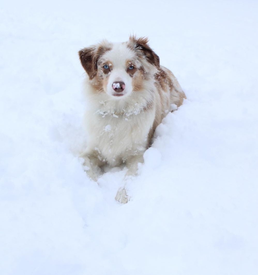 Dog Playing in the Snow