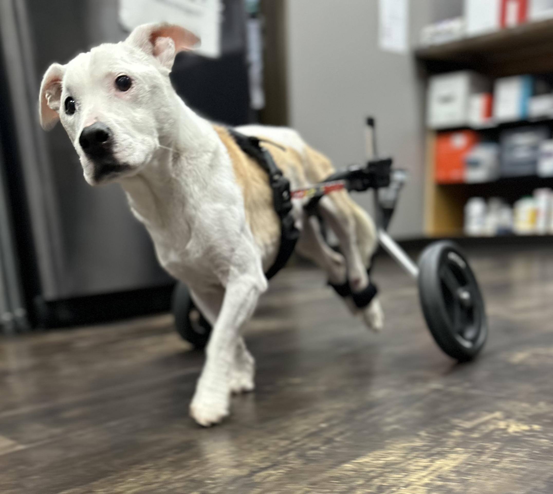 Diego Running Pain-Free At The Hometown Veterinarian