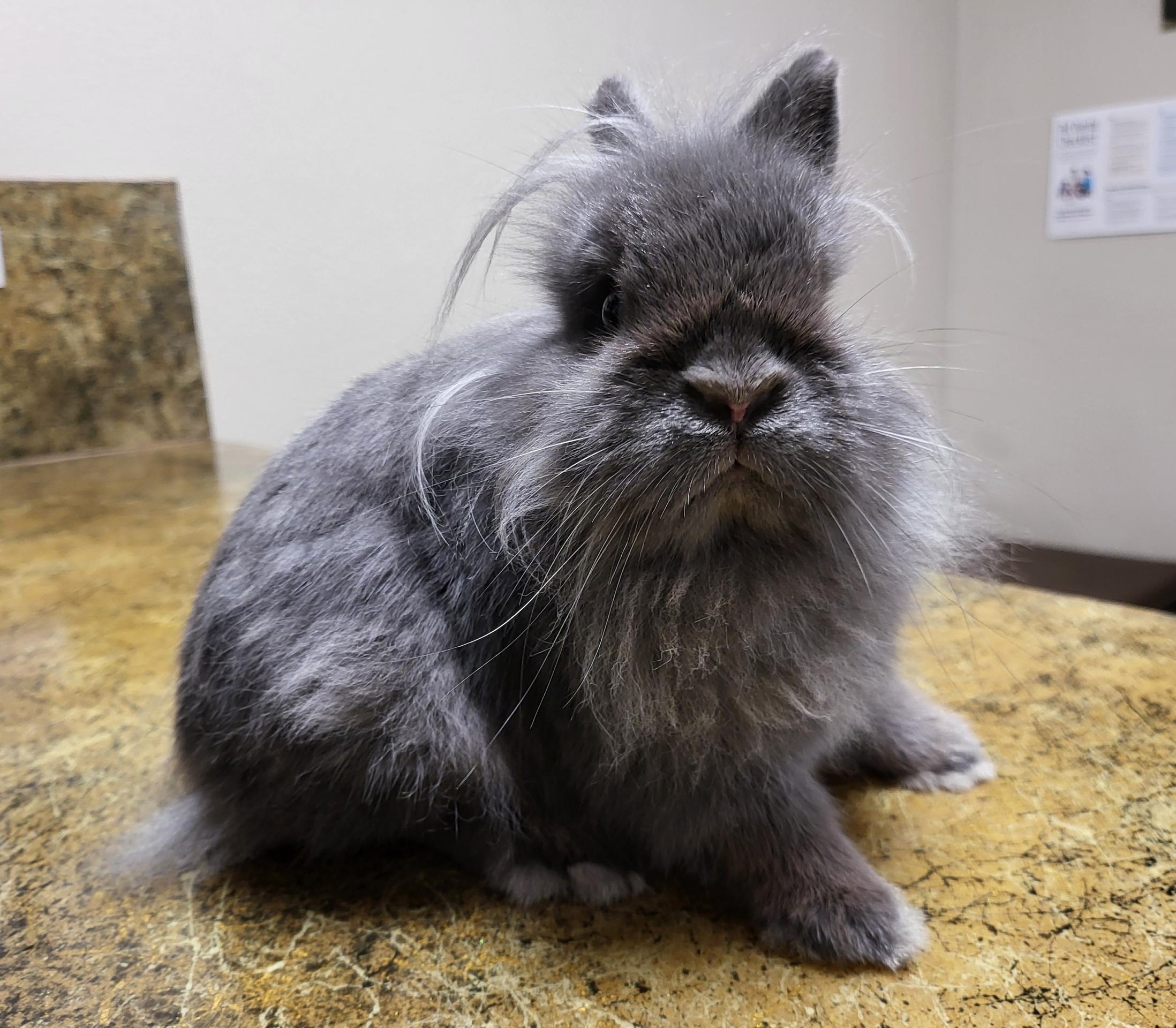 Fluffy Bunny at The Hometown Veterinarian