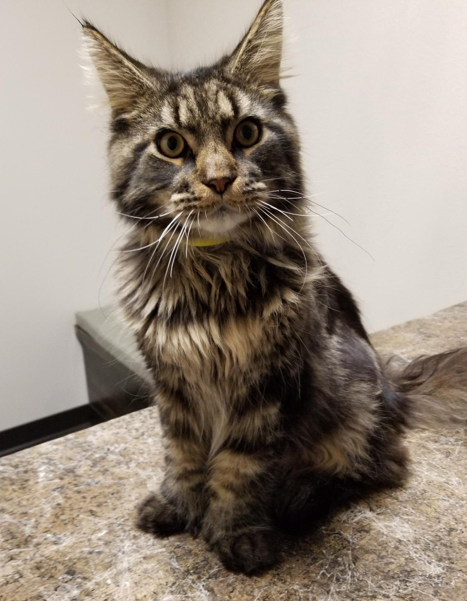 Regal Main Coon