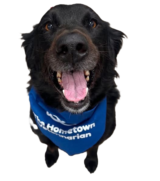 Happy_Hometown_Veterinarian_Dog