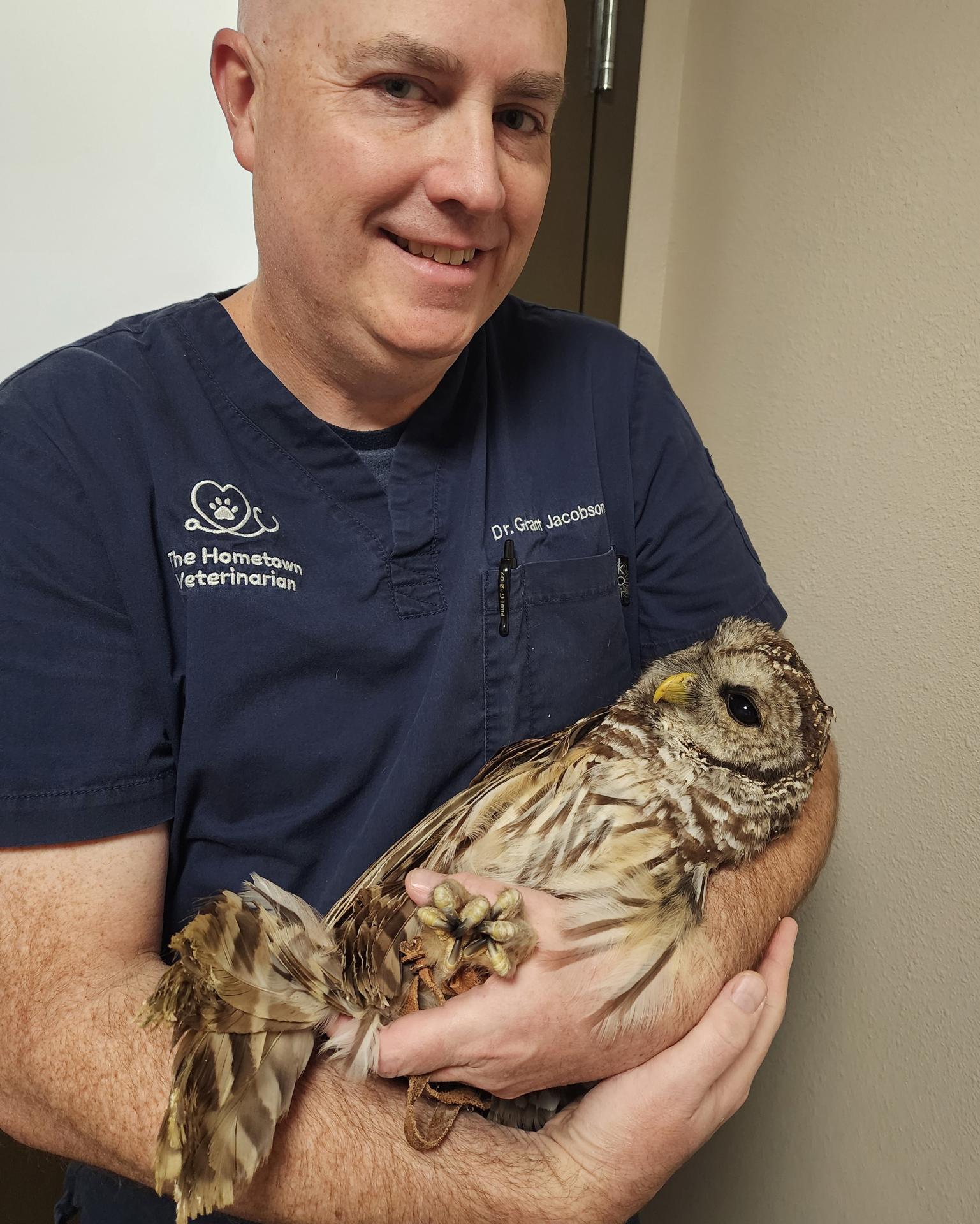 Owl Recovering from Anesthesia