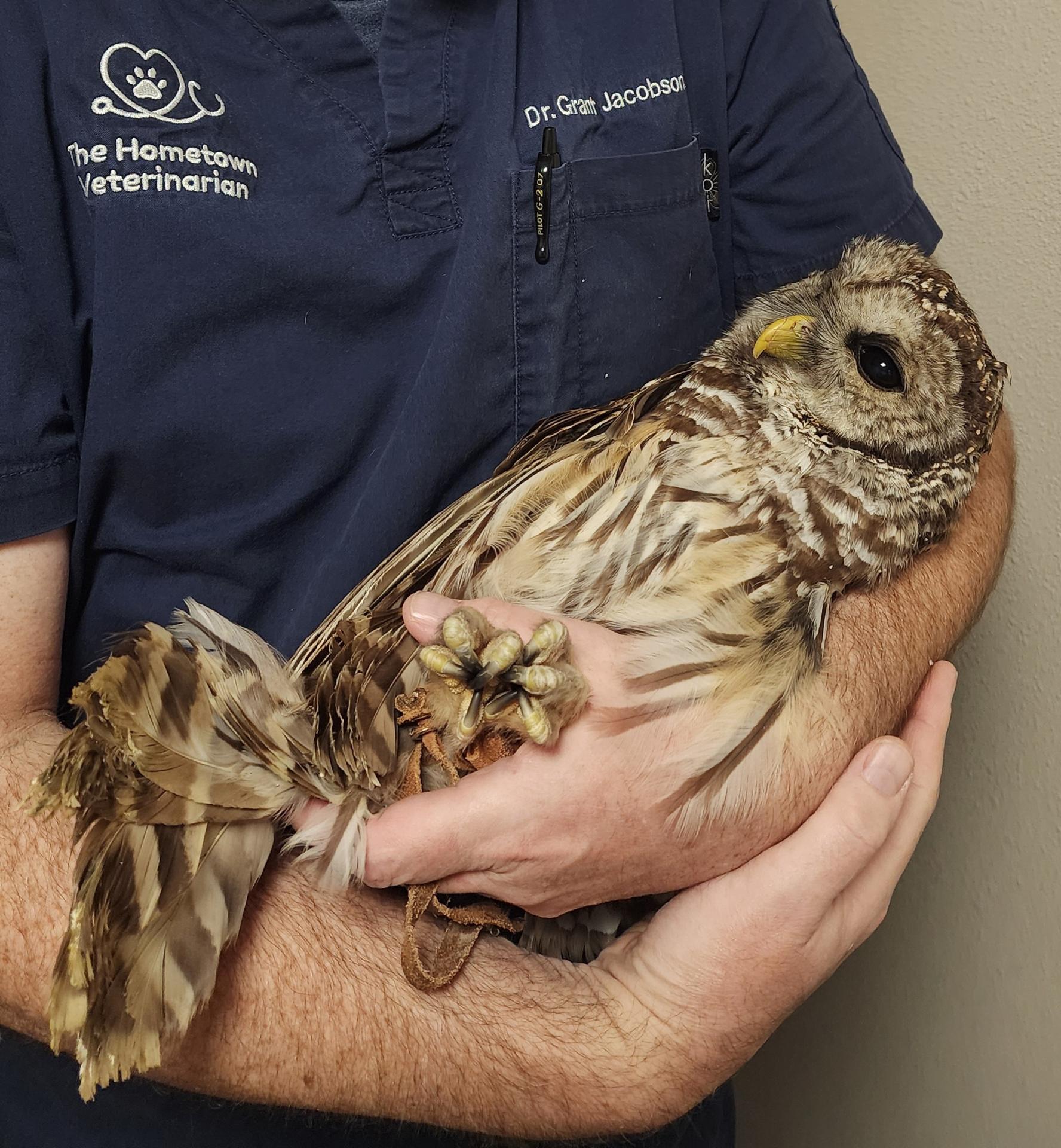 Recovering Owl