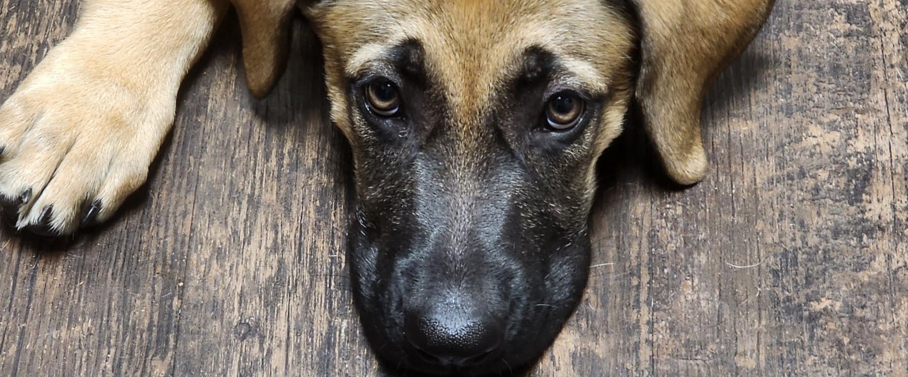 Twice yearly Wellness Exams at The Hometown Veterinarian