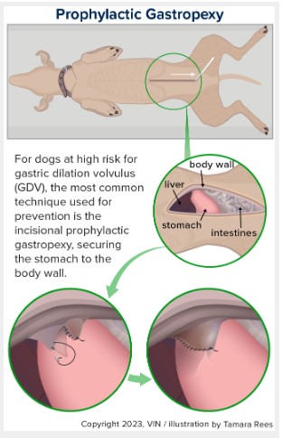 Prophylactic Gastropexy